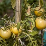 Tomato Stakes Made From Recycled Rebar